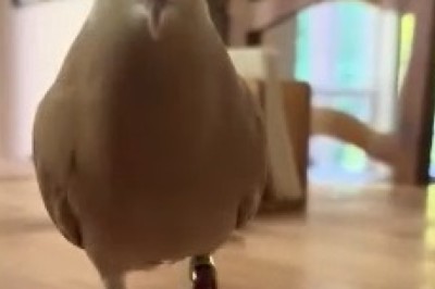 Feathered Fiasco: This Hilarious Dove Will Leave You in Stitches!