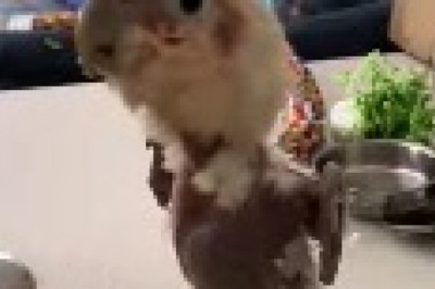 Hilarious Parrot Struts its Stuff: Watch this Featherless Dancing Marvel in Action!