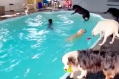 Hilarious Pool Party with Four-Legged Swimmers: Watch These Dogs Make a Splash!