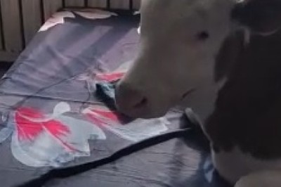 Moo-velous Mayhem: Cow Crashes Bedroom and Takes a Slumber on the Bed!