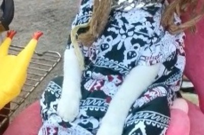 Pawsitively Hilarious: Watch This Bob Marley Cat Jammin' its Way into Your Heart!