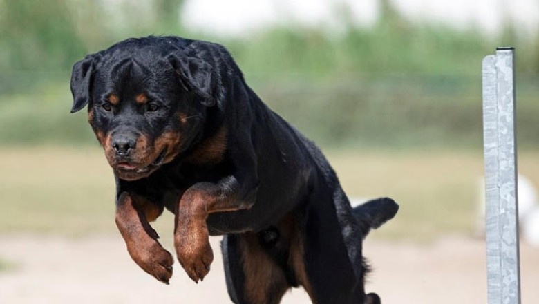 Rottweiler Plummets from Third Floor, Narrowly Missing Pregnant Woman in Rome! Shocking Footage Inside