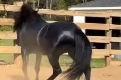Gallop and Groove: This Hilarious Horse Masters the Art of Movement in the Funniest Video You'll Watch Today!