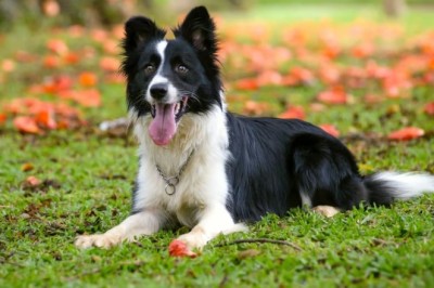 Heroic Dog Saves Teenager from Stroke: An Unbelievable Rescue Story