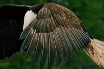 Hilarious Video: Eagle's High-Flying Adventure Takes an Unexpected Turn!