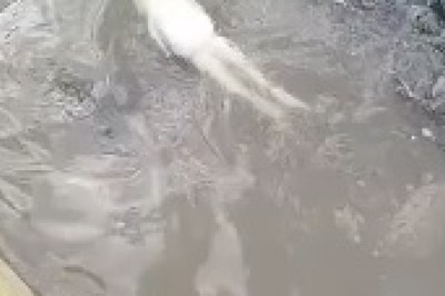 Ribbit-tastic Fun: Hilarious Frog's Aquatic Adventures!