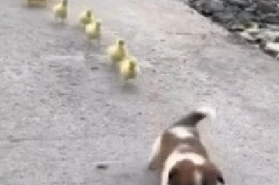 The Quirkiest Friendship Ever: A Small Dog Leads a Parade of Adorable Chicks in This Hilarious Video!
