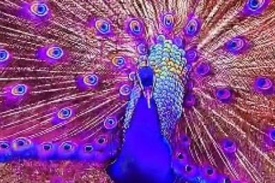 Unbearably Adorable Peacock is the Cutest Thing You'll See Today!
