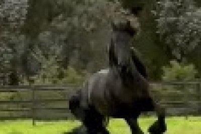 Unbelievable Equine Talent: Horse Shows Off Insane Skills!