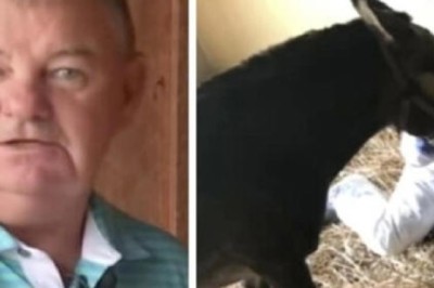 Unbelievable Tale of Peanut the Mule: A Surprising Discovery Shocks a Kentucky Farm