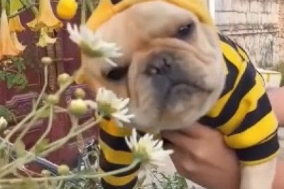Woofing with Laughter: Hilarious Dog Takes on the Bee's Knees!
