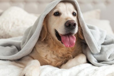 7 Reasons Why Your Dog Should Sleep in Your Bed