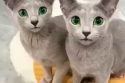 Double the Feline Fun: Adorable Twin Cats Give Hilarious Pawsitivity Boost!