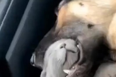 Epic Battle in the Car: Dog vs. Cat - Who Will Reign Supreme?