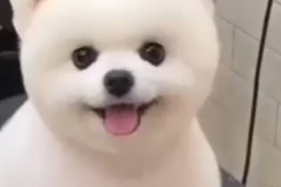 Hair-raising Hilarity! Watch This Small Dog Get an Epic (and Adorably Funny) Haircut!