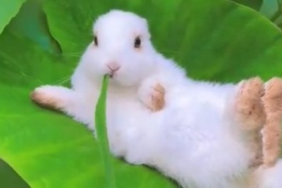 Hare-raising Hilarity: Rabbit Finds Itself in the Most Beautiful Place!