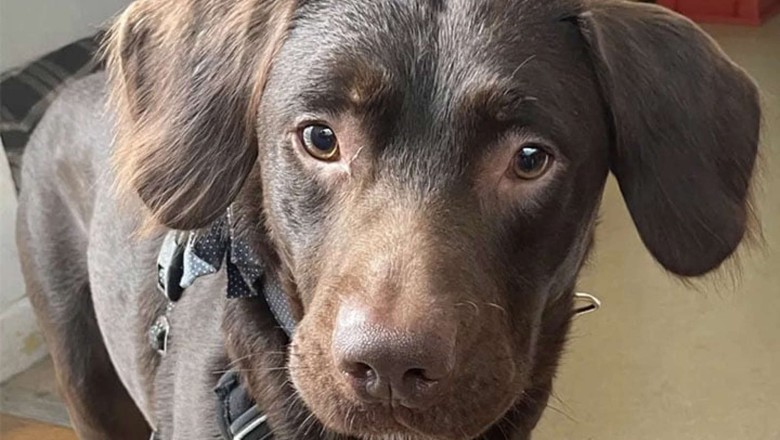 Heartbreaking Story: Coco's Tragic Arrival and Intensive Care