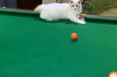 Hilarious Billiards Chaos: Watch This Clever Cat Take Over the Pool Table in a Rib-Tickling Feline Showdown!