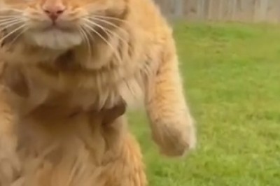 Hilarious Cat's Infectious Laugh Leaves the Internet in Stitches!