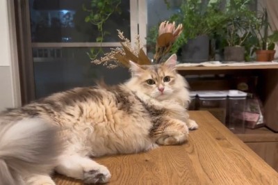 The Ultimate Battle of Impatient Cats! Watch as Two Furry Foodies Take Over the Kitchen!