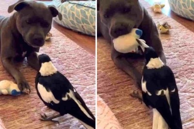 Brave Bird Takes on Pitbull's Plush Toy in Hilarious Showdown