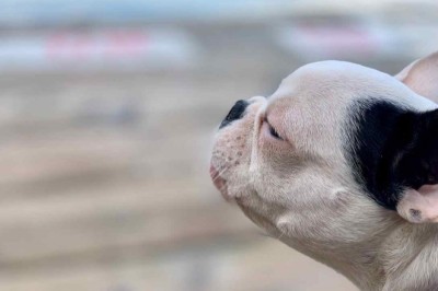 Swarm of Bees Attack Claims Lives of 4 Dogs in Tragic Incident