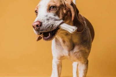 Unleash the Power of Natural Snacks for Your Pet's Health and Happiness!