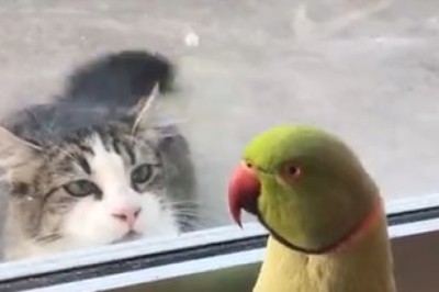 Feathered Feud: Watch Hilarious Cat vs. Parrot Showdown of Epic Proportions!