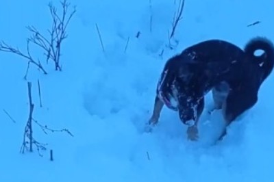 Hilariously Snow-Crazed Pup Embarks on a Comical Treasure Hunt!