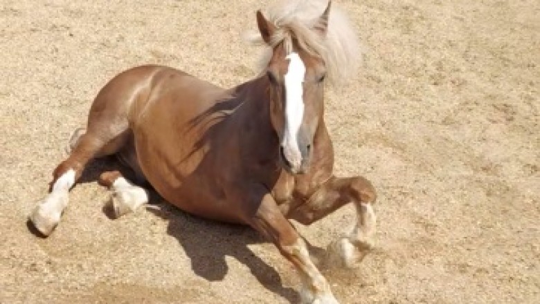 Unbridled Hilarity: Watch This Horse's Unexpected Ground-Rolling Shenanigans!