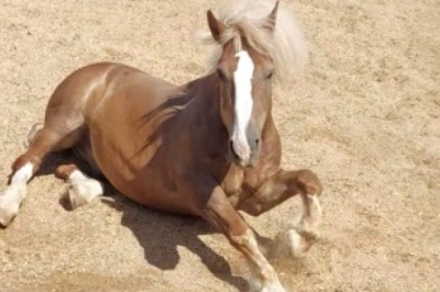 Unbridled Hilarity: Watch This Horse's Unexpected Ground-Rolling Shenanigans!