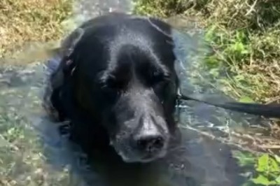 Adorable Pup Gets Stuck in a Hole, But His Hilarious Escape Will Leave You in Stitches!