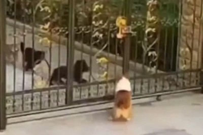 Dogs' Hilarious Hijinks: Villa Invasion Gone Wild!