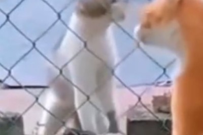 Epic Cat Fight Breaks Out! This Hilarious Battle Leaves Everyone Rolling With Laughter