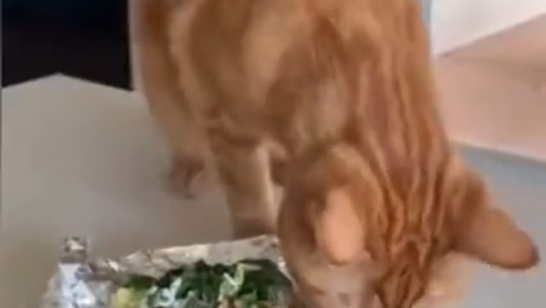 Feast your Eyes on a Hilarious Cat with an Insatiable Appetite - It's Eating Time!