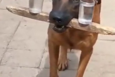 Hilarious Dog Balancing Act: Watch as This Clever Pup Masters the Art of Carrying Water Cups on a Piece of Wood!