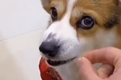 Hilarious Doggo Meltdown: Angry Pup Puts Owner in Their Place!