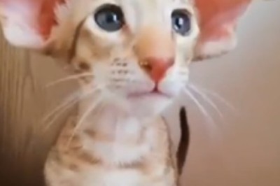 Hilarious Oriental Shorthair's Quest for Adoption will Melt Your Heart!