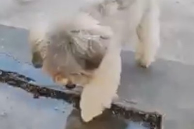Mind-Blown Mutts: Watch as a Dog Experiences Imagination Magic!