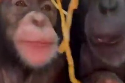Monkeying Around: Hilarious Spaghetti Showdown Between Two Silly Simians!