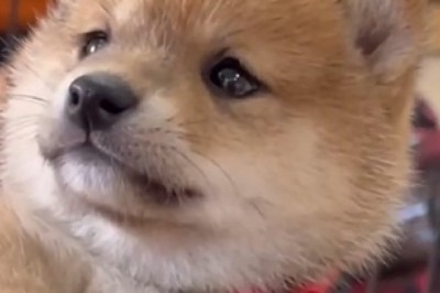 Pocket-Sized Happiness: Watch the Adorable Small Dog That's Bound to Leave You Smiling!