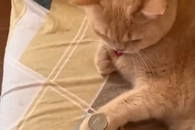 Purrr-fectly Hilarious: Cat Discovers Hidden Talent as a Coin Magician!