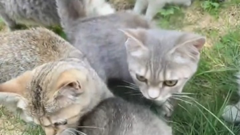 Purrrfectly Mannered Felines: Watch How This Hilarious Gang of Polite Cats Will Leave You in Stitches!