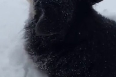 Snow Day Shenanigans: Hilarious Dog Wallowing in Winter Wonderland!