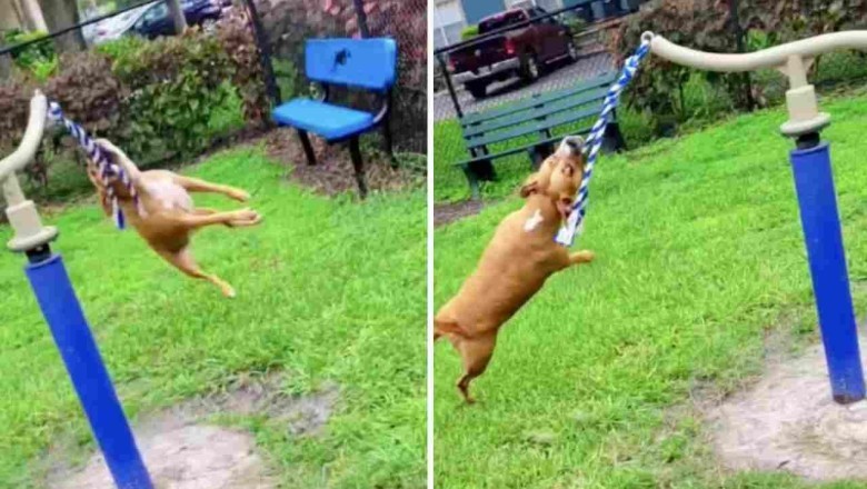 This Hilarious Video of a Madly Happy Dog Will Leave You in Stitches!
