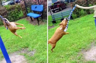 This Hilarious Video of a Madly Happy Dog Will Leave You in Stitches!