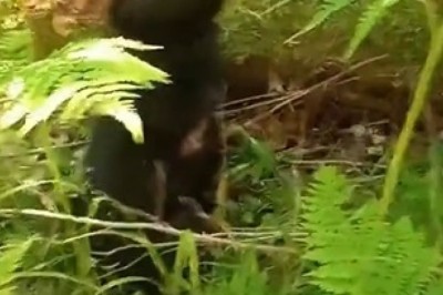 Un-BEAR-lievably Hilarious: Watch as a Fearless Little Bear Takes Tree Climbing to New Heights!