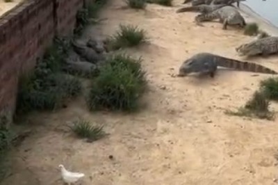 Unlikely Heroes or Cunning Predators? Crocodiles Meet Their Match Against a Fearless Pigeon!