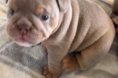 Cutest Bulldog Alert: Prepare to Be Smitten by the Hilarious Antics of the Adorably Tiny Bulldog!