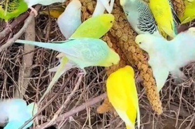 Hilarious Barn Antics: Watch this Clever Canary Take the Internet by Storm!